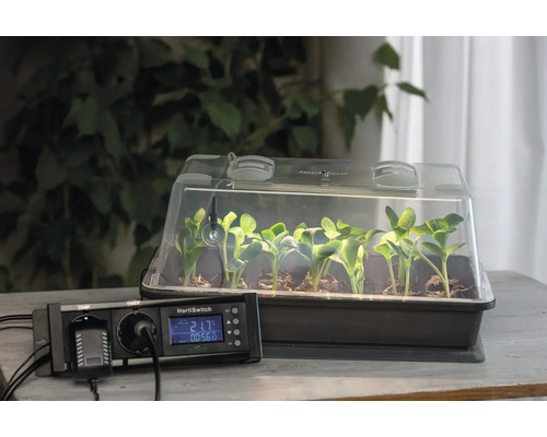 Helles Zimmergewächshaus mit Keimlingen und einem digitalen HortiSwitch Thermostat auf einem organisierten Holztisch.