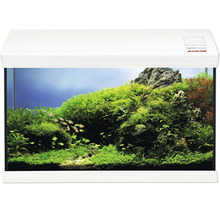 EHEIM Aquarium mit weißer Abdeckung, bepflanzt mit üppigem Aquascaping aus verschiedenen Wasserpflanzen, Steinen und kleinen Fischen.
