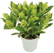 Japanische Skimmie Skimmia japonica White Globe mit hellgrünen Blütenknospen im weißen Topf.