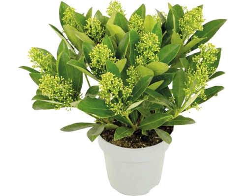 Japanische Skimmie Skimmia japonica White Globe mit hellgrünen Blütenknospen im weißen Topf.