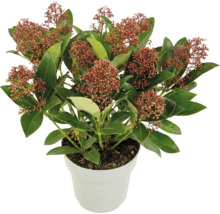 Skimmia japonica im Topf, immergrüner Strauch mit roten Blütenknospen und grünen Blättern.