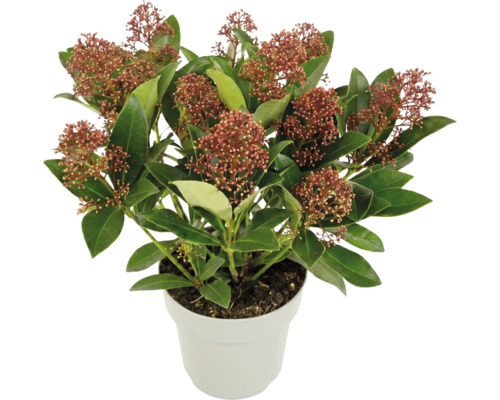 Skimmia japonica im Topf, immergrüner Strauch mit roten Blütenknospen und grünen Blättern.