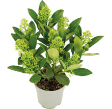 Skimmia japonica in weißem Topf mit grünen Blättern und hellgrünen Knospen.