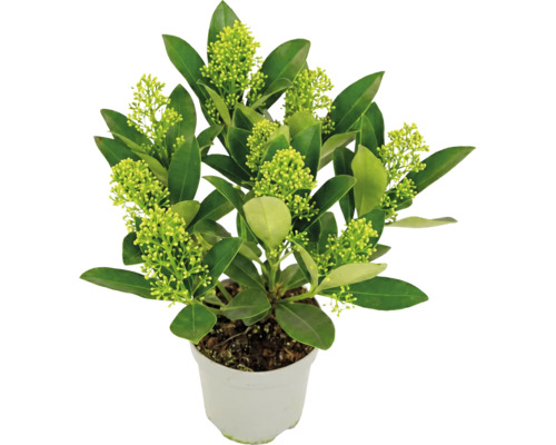 Skimmia japonica in weißem Topf mit grünen Blättern und hellgrünen Knospen.