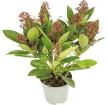 Skimmia japonica mit grünen Blättern und rötlichen Blütenknospen in einem weißen Pflanztopf.