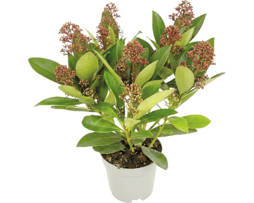 Skimmia japonica mit grünen Blättern und rötlichen Blütenknospen in einem weißen Pflanztopf.
