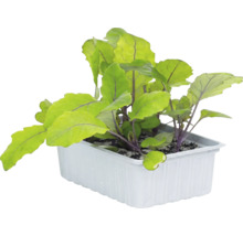 Kohlrabi-Jungpflanzen mit violetten Stielen in einer weißen Kunststoffschale mit Erde.