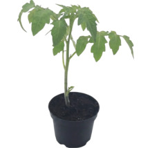 Jungpflanze Tomate im schwarzen Topf mit Erde