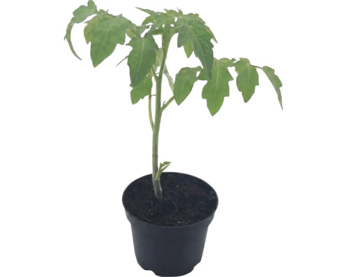 Jungpflanze Tomate im schwarzen Topf mit Erde