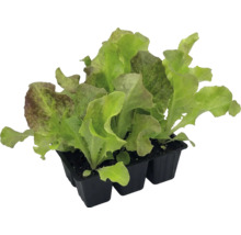 Sechs junge Pflücksalat-Jungpflanzen in einer Anzuchtschale für den Garten.