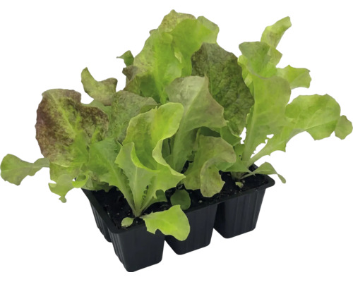Sechs junge Pflücksalat-Jungpflanzen in einer Anzuchtschale für den Garten.