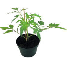 Junge grüne Tomatenpflanze im schwarzen Kunststofftopf mit einem Holzstab zur Stütze.