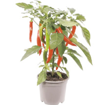 Chilipflanze mit roten und grünen Chilischoten in einem grauen Kunststofftopf.
