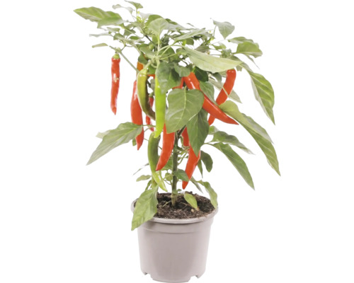 Chilipflanze mit roten und grünen Chilischoten in einem grauen Kunststofftopf.