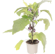 Auberginenpflanze im Topf mit grünen Blättern, violetten Blüten und kleinen Auberginen.