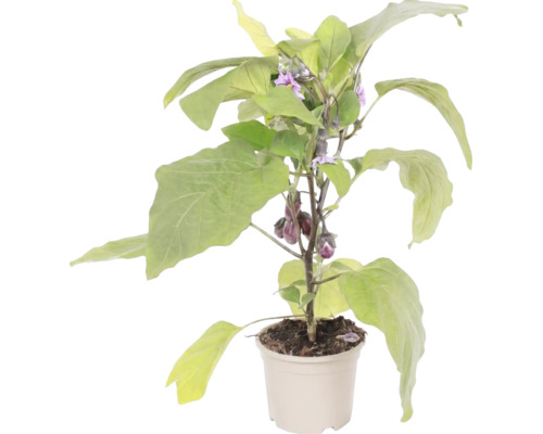 Auberginenpflanze im Topf mit grünen Blättern, violetten Blüten und kleinen Auberginen.