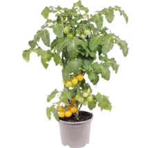 Gelbe Kirschtomatenpflanze im Topf mit grünen Blättern und kleinen Früchten.