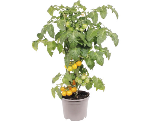 Gelbe Kirschtomatenpflanze im Topf mit grünen Blättern und kleinen Früchten.