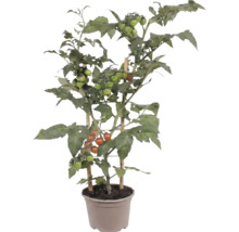 Tomatenpflanze mit kleinen Früchten im Pflanztopf, gestützt durch Bambusstangen.