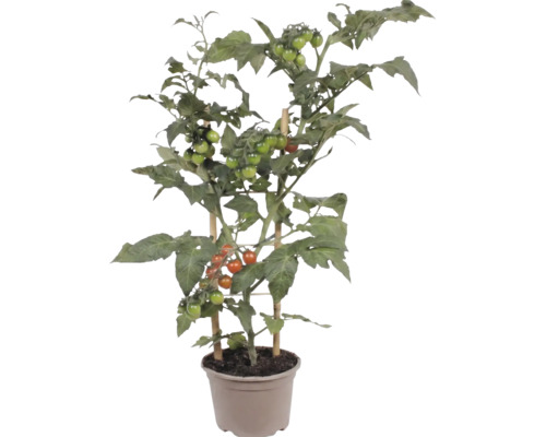Tomatenpflanze mit kleinen Früchten im Pflanztopf, gestützt durch Bambusstangen.