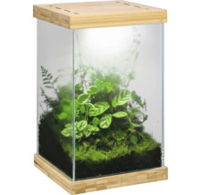 Rechteckiges Glasterrarium mit Holzsockel und Holzdeckel, bepflanzt mit verschiedenen grünen Pflanzen, Moos und Erde.
