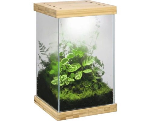 Rechteckiges Glasterrarium mit Holzsockel und Holzdeckel, bepflanzt mit verschiedenen grünen Pflanzen, Moos und Erde.