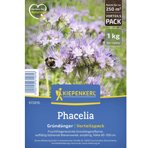 Kiepenkerl Phacelia Gründünger, 1 Kilogramm für circa 250 Quadratmeter. Bienenfreundliche Pflanze, einjährig, Höhe 60 bis 100 Zentimeter.