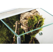 Glasterrarium Innenansicht mit Moos, Korkrinde und Zweigen zur Dekoration.
