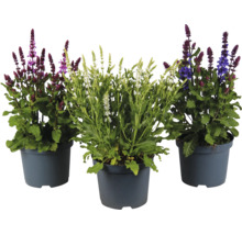 Drei Töpfe Steppensalbei Salvia nemorosa in den Blütenfarben Violett, Weiß und Blau.