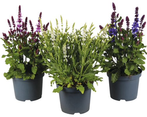 Drei Töpfe Steppensalbei Salvia nemorosa in den Blütenfarben Violett, Weiß und Blau.