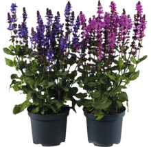 Steppensalbei Salvia nemorosa in zwei Töpfen mit blauen und rosafarbenen Blüten.