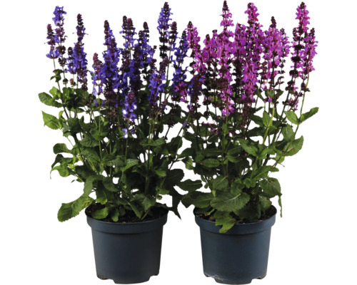 Steppensalbei Salvia nemorosa in zwei Töpfen mit blauen und rosafarbenen Blüten.