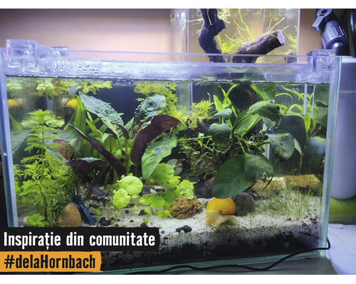 Bepflanztes Aquarium mit verschiedenen Wasserpflanzen, einer Schnecke auf hellem Sand und dekorativen Steinen.