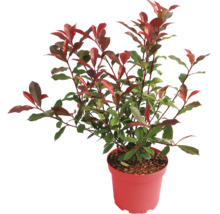 Glanzmispel Photinia mit grünen und roten Blättern im Topf.