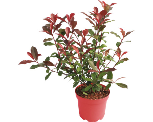 Glanzmispel Photinia mit grünen und roten Blättern im Topf.
