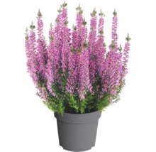 Blühende Besenheide (Calluna vulgaris) mit violetten Blütenständen in einem grauen Kunststofftopf.