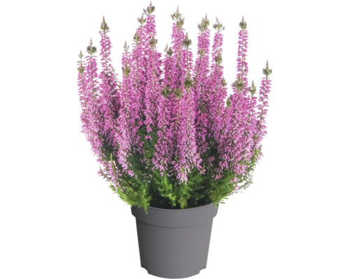 Blühende Besenheide (Calluna vulgaris) mit violetten Blütenständen in einem grauen Kunststofftopf.