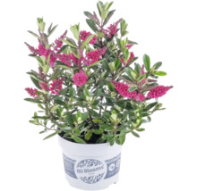 Hebe Strauchveronika mit rosa Blüten und grünen Blättern im weißen Kulturtopf mit All Blooms Logo.