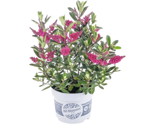 Hebe Strauchveronika mit rosa Blüten und grünen Blättern im weißen Kulturtopf mit All Blooms Logo.