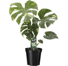 Monstera Thai Constellation mit panaschierten Blättern im schwarzen Pflanztopf.