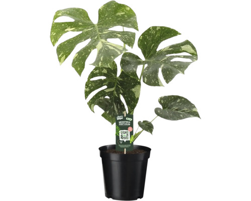 Monstera Thai Constellation mit panaschierten Blättern im schwarzen Pflanztopf.