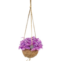 Tradescantia in einer Kokodama Kokosfaser-Hängeampel mit Juteseilen zur Aufhängung.