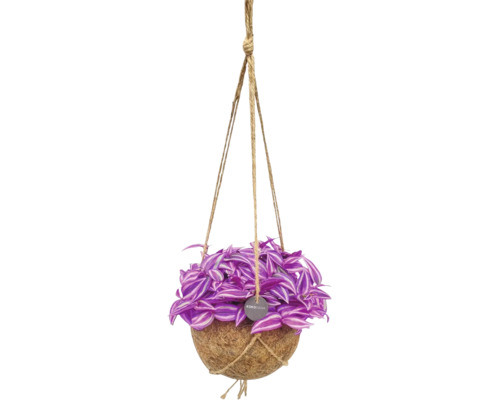 Tradescantia in einer Kokodama Kokosfaser-Hängeampel mit Juteseilen zur Aufhängung.