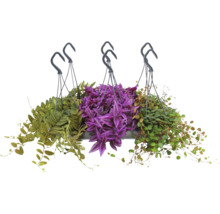 Mix aus drei verschiedenen Ampelpflanzen in Hängetöpfen mit Haken, mit violetten und grünen Blättern.