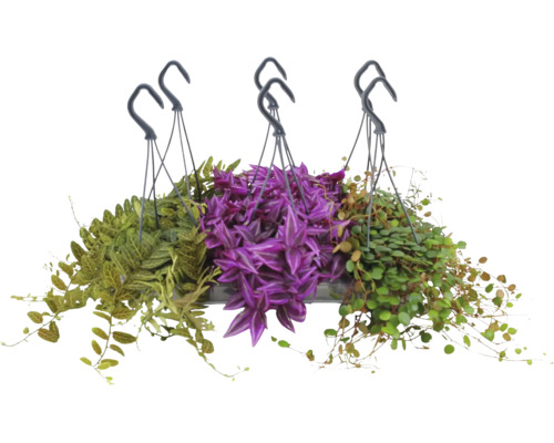 Mix aus drei verschiedenen Ampelpflanzen in Hängetöpfen mit Haken, mit violetten und grünen Blättern.