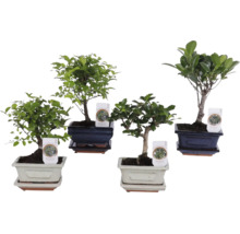 Vier verschiedene Bonsai-Zimmerpflanzen in dekorativen Keramikschalen mit passenden Untersetzern.