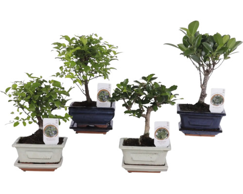 Vier verschiedene Bonsai-Zimmerpflanzen in dekorativen Keramikschalen mit passenden Untersetzern.