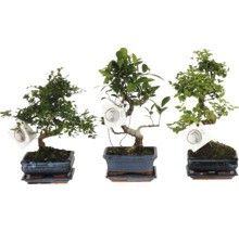 Drei verschiedene Bonsai-Bäume in rechteckigen Keramikschalen mit passenden Untersetzern und Sortenetiketten.