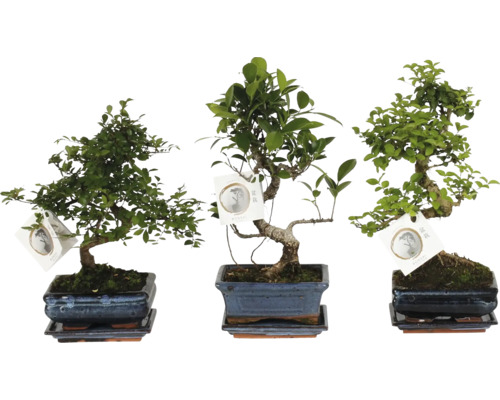 Drei verschiedene Bonsai-Bäume in rechteckigen Keramikschalen mit passenden Untersetzern und Sortenetiketten.