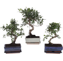 Drei verschiedene Bonsai Zimmerpflanzen in rechteckigen Keramikschalen mit passenden Untersetzern.